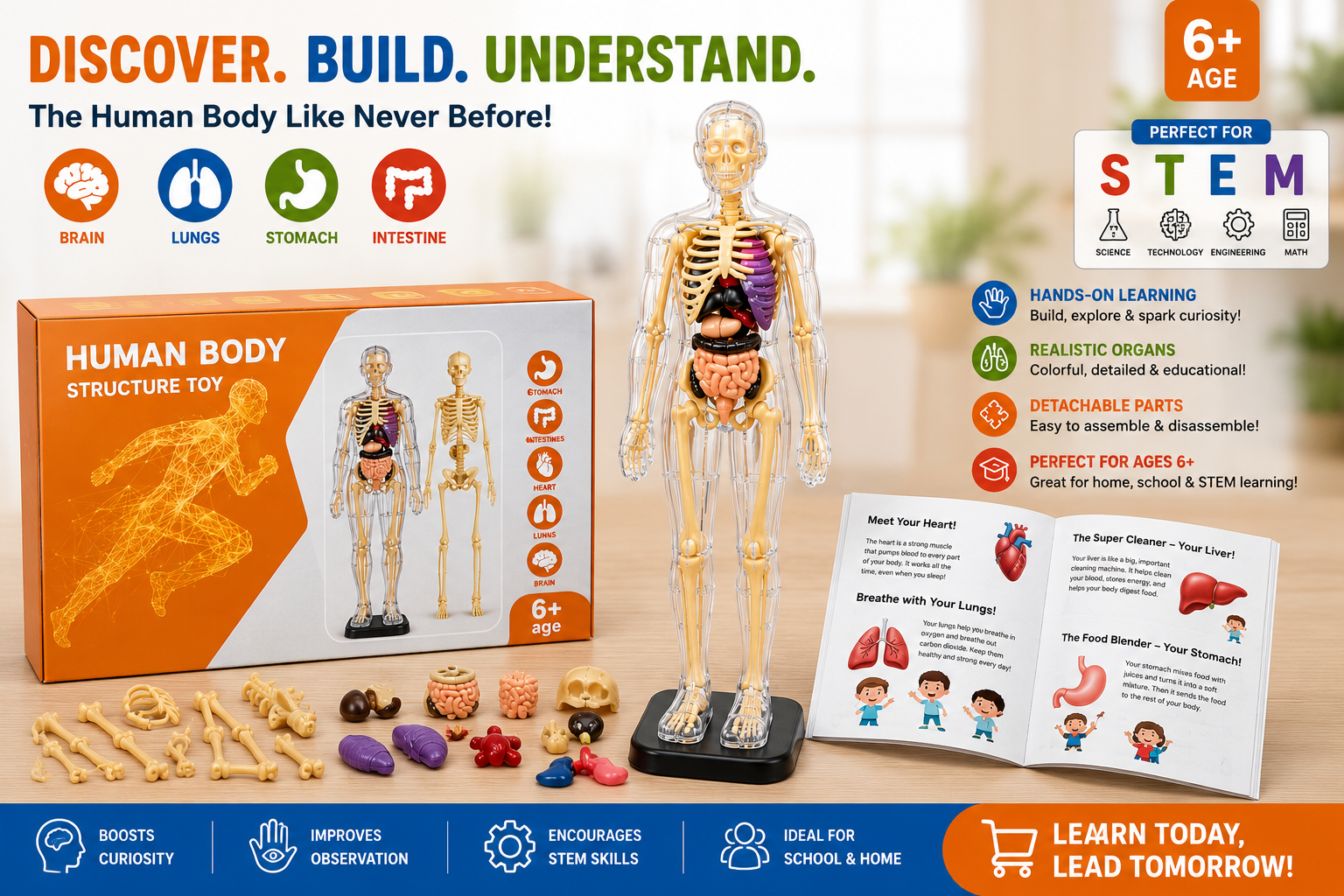 Human Body Structure 3D Anatomy Model