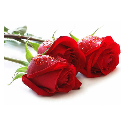 Valentine's Real Roses - The Classic Gift